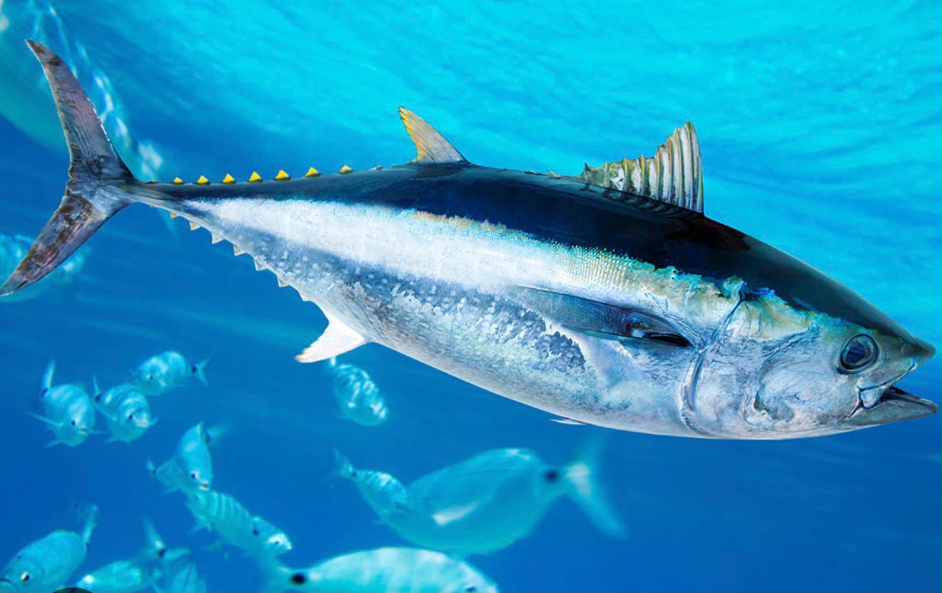 Productos del mar protegidos en cadena de frío
